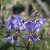 Polemonium caeruleum ssp. yezoense Purple Rain, Blågull, P9cm