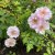 Rosa floribunda Odyssey ™
