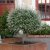 Salix integra Hakuro Nishiki