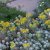 Sedum spathulifolium Cape Blanco