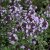 Thymus x citriodorus Silver Queen, Citrontimjan, P9cm
