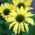 Echinacea hybr. Sunrise ®, Solhatt, P9cm
