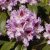 Rhododendron cataw. Blue Peter
