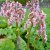 Bergenia cordifolia Möja, Hjärtbergenia, SQ1