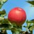 Sommaräpple, Agnes ® E, stam A2 C10