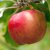 Malus domestica Alice