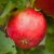 Malus domestica Alice