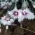 Dianthus plumarius Marieberg, Fjädernejlika, C11cm