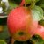 Malus domestica James Grieve E