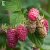 Rubus idaeus Laszka E, Hallon, C2