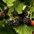 Rubus fruticosus Loch Tay E ®, Björnbär