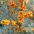 Hippophae rhamnoides Lotta ® E, Havtorn, busk C3,5