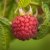 Rubus idaeus Preussen, Hallon