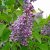 Syringa vulgaris Norrfjärden, Ädelsyrén