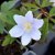 Anemone nemorosa Lismore Blue, Vitsippa, P9cm