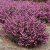 Erica x darleyensis Kramer´s Rote, Darleyljung, P12cm