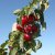 Malus Rescue