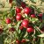 Malus Rescue
