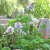 Mentha spicata Crispa