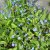 Omphalodes verna, Ormöga