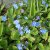 Omphalodes verna, Ormöga