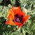 Papaver orientale Allegro, Jättevallmo, C11cm