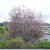 Prunus padus Colorata