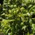 Leucothoe axillaris Curly Red ®