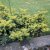 Taxus baccata Summergold, Krypidegran