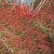 Berberis thunbergii, Häckberberis, busk C3,5