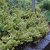 Euonymus fortunei Emerald´n Gold, Guldbenved