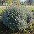 Hippophae rhamnoides Hikul, Havtorn
