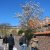 Magnolia × soulangeana