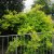 Philadelphus coronarius Aureus, Guldschersmin