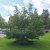 Pterocarya fraxinifolia