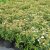 Spiraea japonica Albiflora, Höstspirea