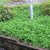 Spiraea decumbens, Krypspirea