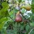 Ficus carica Brown Turkey, Fikon / Adriafikon