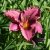 Hemerocallis hybr. Little Grapette