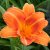 Hemerocallis hybr. Rocket City