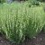 Hyssopus officinalis Alba, Isop