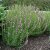 Hyssopus officinalis Roseus, Isop