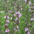Hyssopus officinalis Roseus, Isop