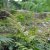 Athyrium otophorum var. okanum, Japansk Öronbräken