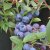 Vaccinium corymbosum Reka ®, Amerikansk Blåbär