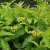 Diervilla lonicera Dilon