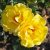 floribunda Sunsprite (Friesia, Korresia), Floribundaros, barrot 1st