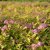 Spiraea japonica Goldmound, Dvärgpraktspirea