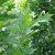 Quercus palustris Green Pillar ® (Pringreen), Kärrek, utr 150-175 C7,5