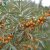 Hippophae rhamnoides Lotta ® E, Havtorn, busk C3,5